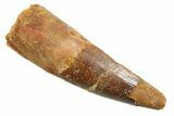 Fossil Spinosaurus Tooth - Real Dinosaur Tooth #352395-1